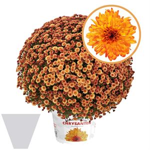 Afbeelding van Bolchrysant gehoest P19 geen kleur Orange